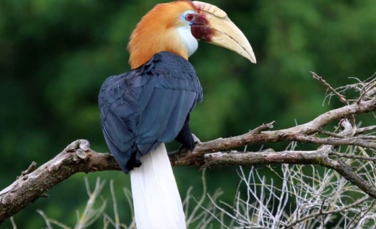 Satwa Menarik di Pulau Sumba